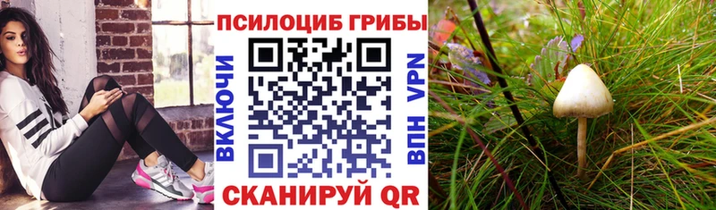 Псилоцибиновые грибы Psilocybe Новороссийск