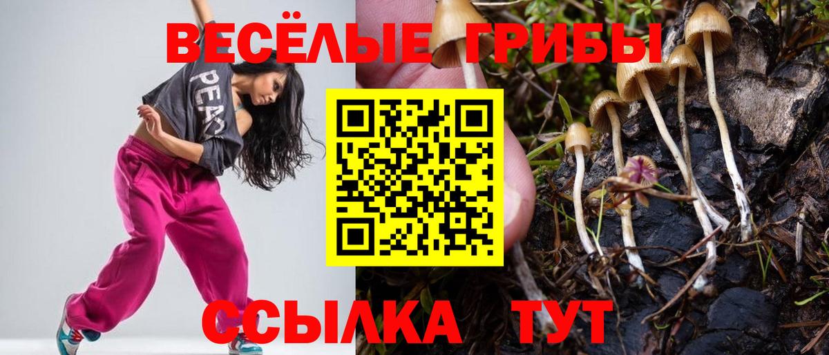 Галлюциногенные грибы Psilocybe Новороссийск